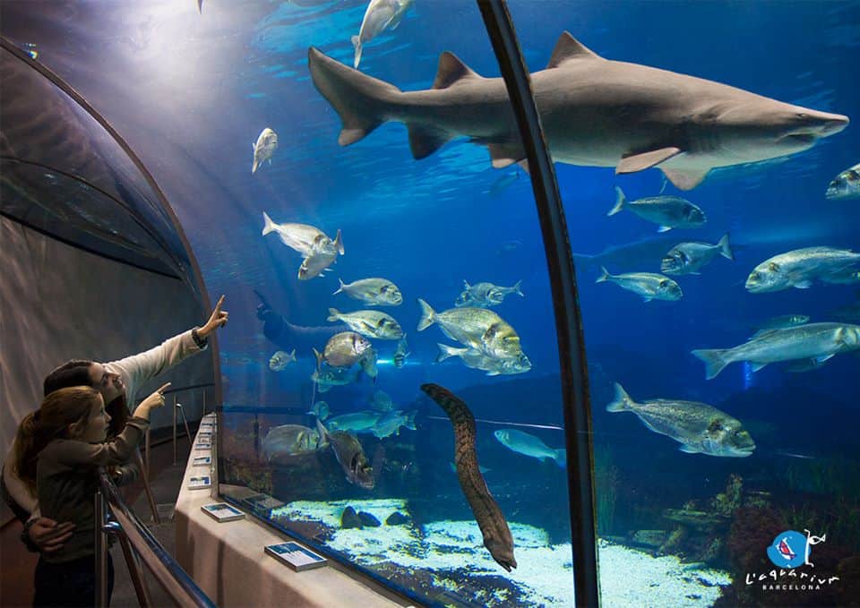 L’ Aquarium-de- Barcelona-spain