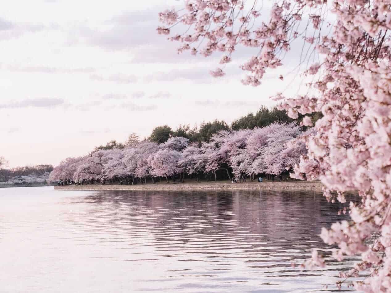 Top 10 places to enjoy cherry blossoms in the US