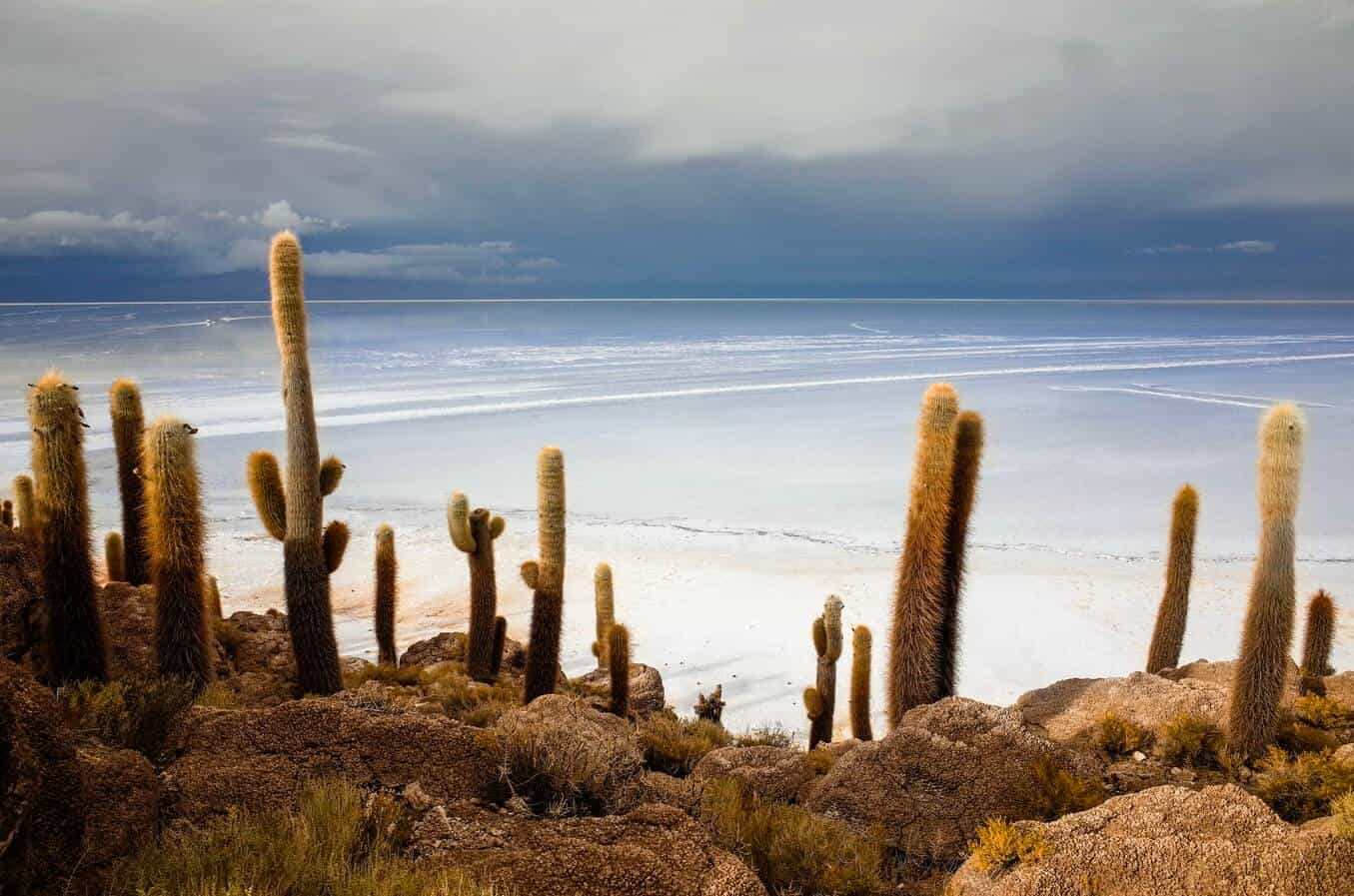 Isla Incahuasi, Salar de Uyuni, Bolivia