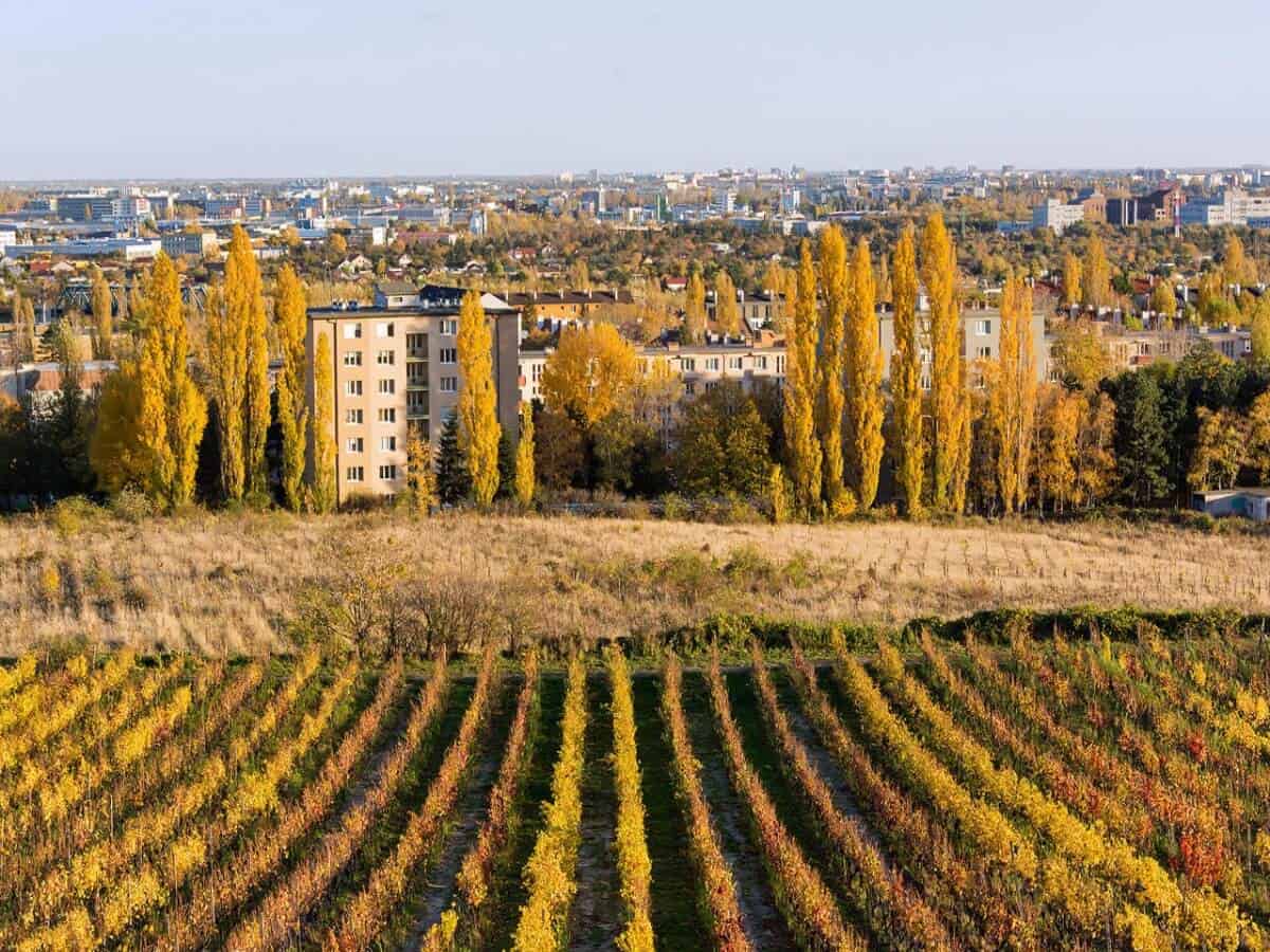 Wine-Yard-Bratislava