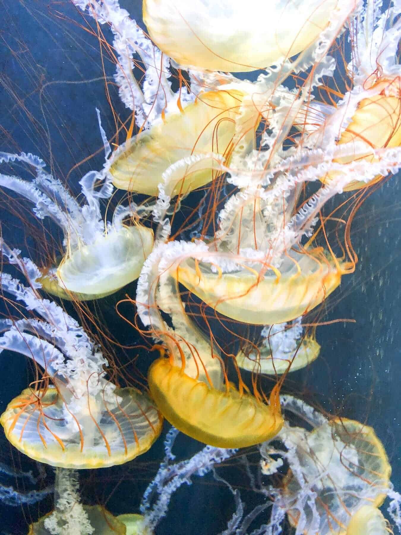 Aquarium of the Bay, San Francisco, USA